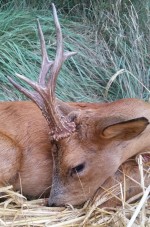 La imatge a la caça: La National Deer Alliance (NDA) i el respecte a l’animal caçat com a ritual